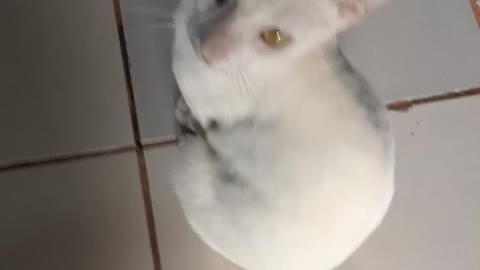 Gato com fome