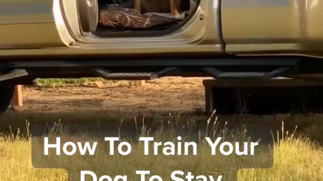 Train your dog