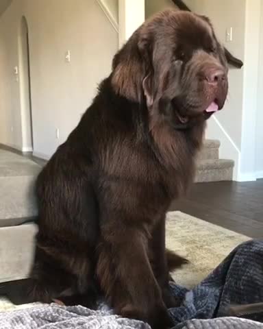 Enorme Terranova exige ser cepillado