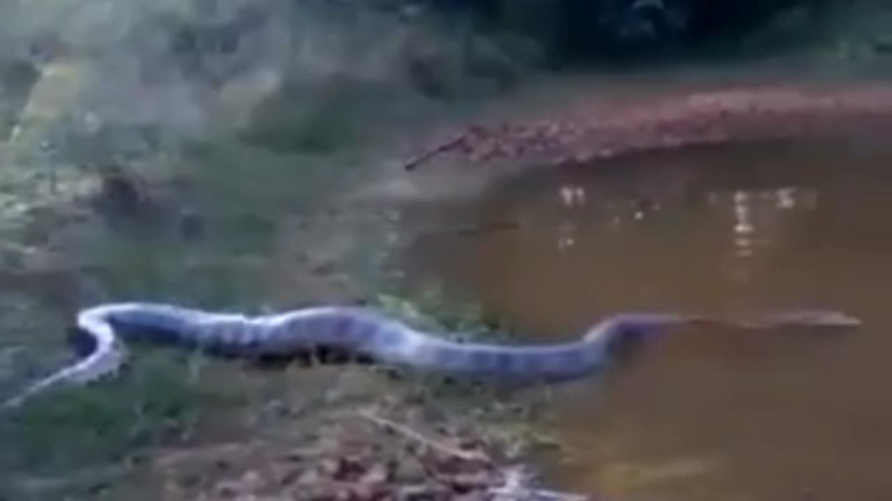 big anaconda snake going into the water 😱😱😱😱😱