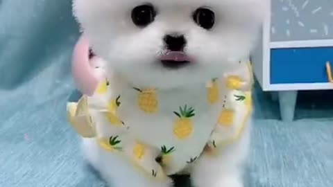 Make-up puppy