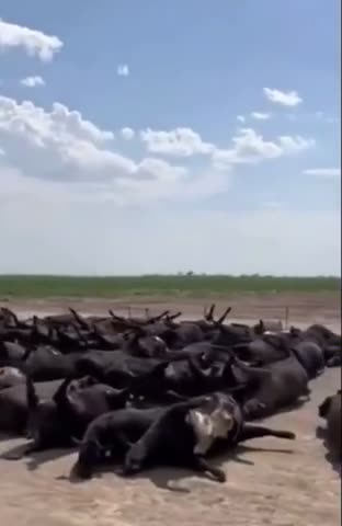 Kansas heat wave ? Mad cow ?