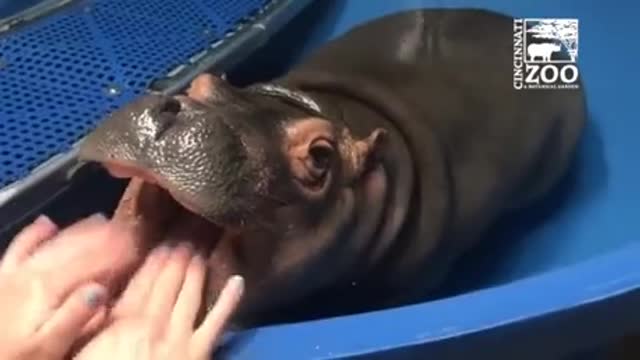 Hippo teeth inspection