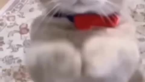 Funny cat video 😺😹