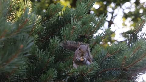 Eating Squirrel