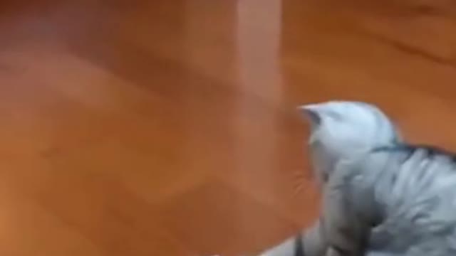 The Funny Cat Is Having A Lot Of Fun With The Paper