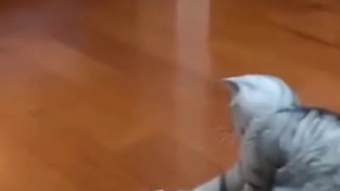 The Funny Cat Is Having A Lot Of Fun With The Paper