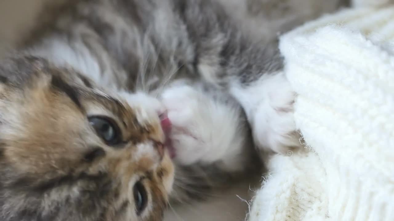 Close up of cute little tabby kitten is cleaning herself