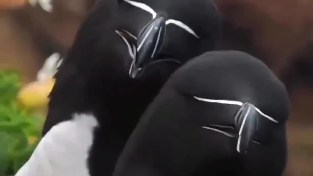 The Mandalorian's totem animal is the auk