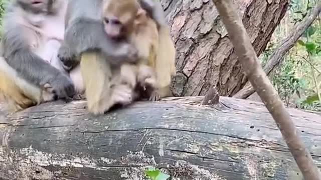 Mother Won't Let Monkey Eat The Grapes