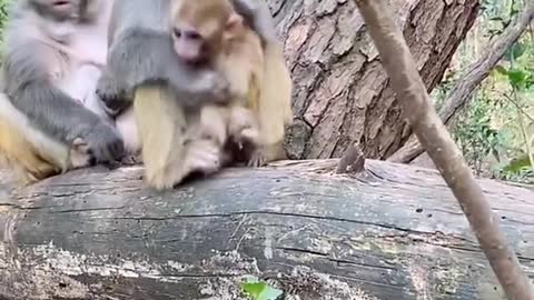 Mother Won't Let Monkey Eat The Grapes