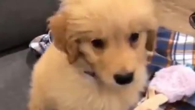 Cute baby dog mimics siren.