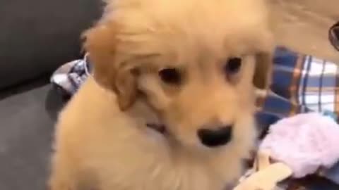 Cute baby dog mimics siren.