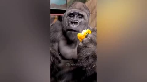 Best Funny Animal Videos Of The 2023 Funniest Cats And Dogs Videos😺😍☺