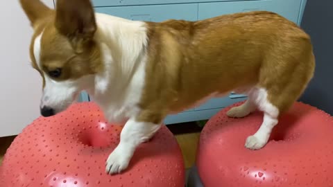 Dog training with a gym ball at home