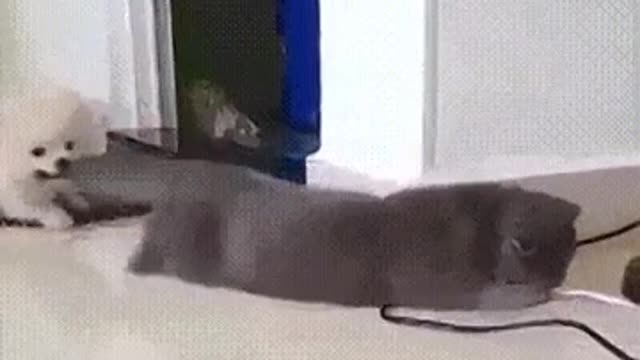 Dog says cat come with me | Russian Dog &Cat