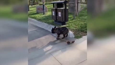 Pug boardskating