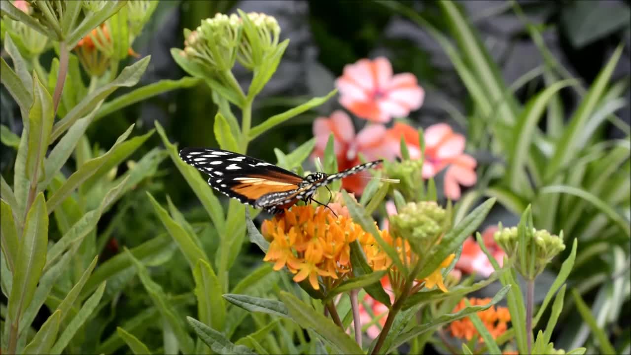 What a beautiful butterfly in nature