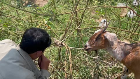 Goat life with owner (1)