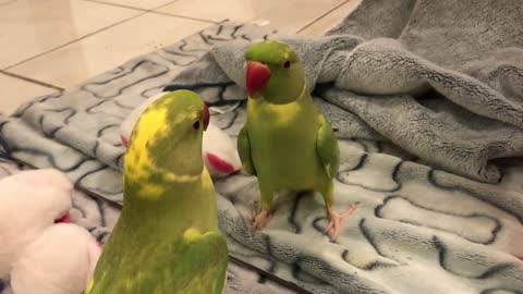 Cute talking parrot loves playing peekaboo under blanket “so adorable”