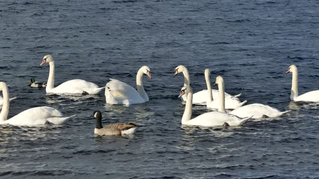 See the swans and their beauty in the water