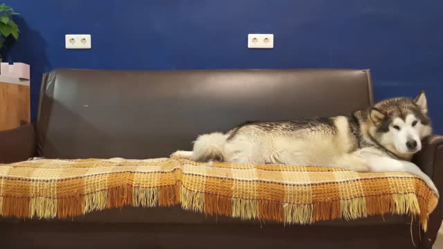 Come i cani con un lavoro rendono il mondo migliore.