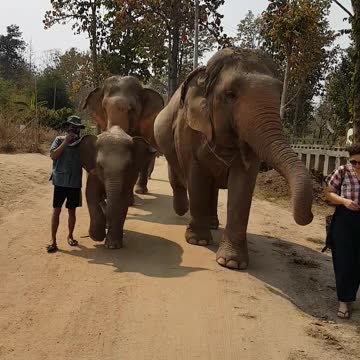 See These Beautiful Elephants