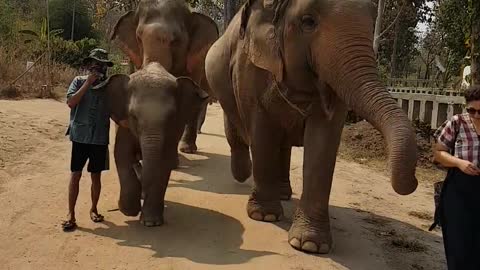 See These Beautiful Elephants