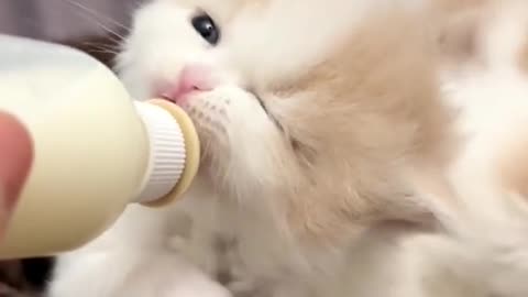 pet funny vedios