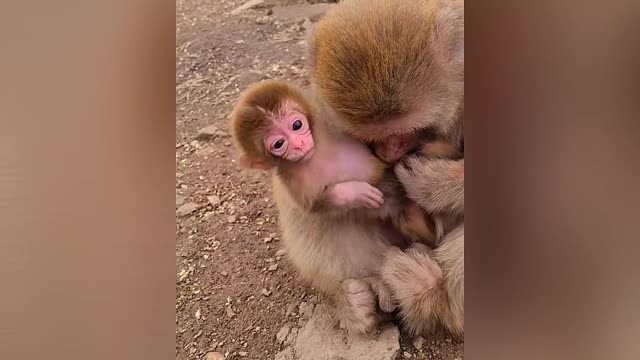 This baby monkey is really cute asking to be breastfed by his mother 🐒🍼