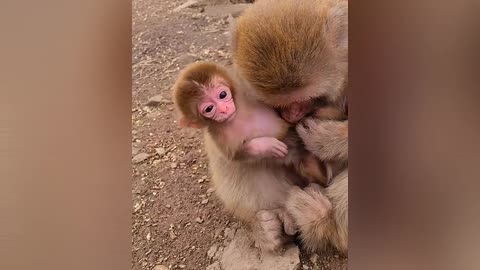 This baby monkey is really cute asking to be breastfed by his mother 🐒🍼