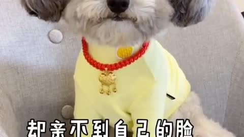 Compilations of funny dog video