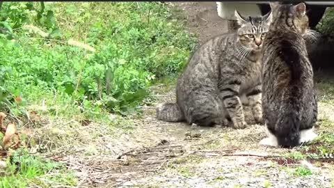 Terrible cat fight over territory dispute-2