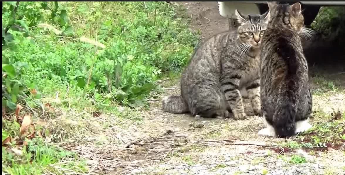 Terrible cat fight over territory dispute-2