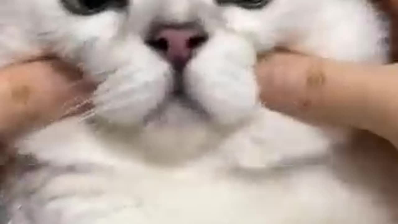 Funny cat video