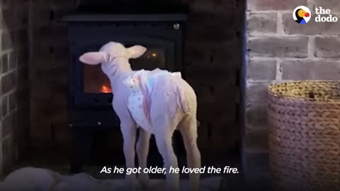 Orphaned Lamb Runs to His Favorite Toddler Like