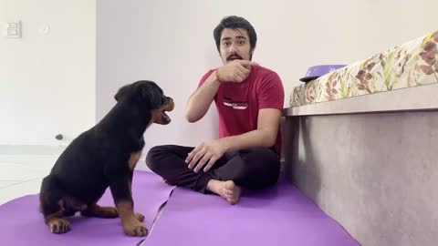 Dog Training