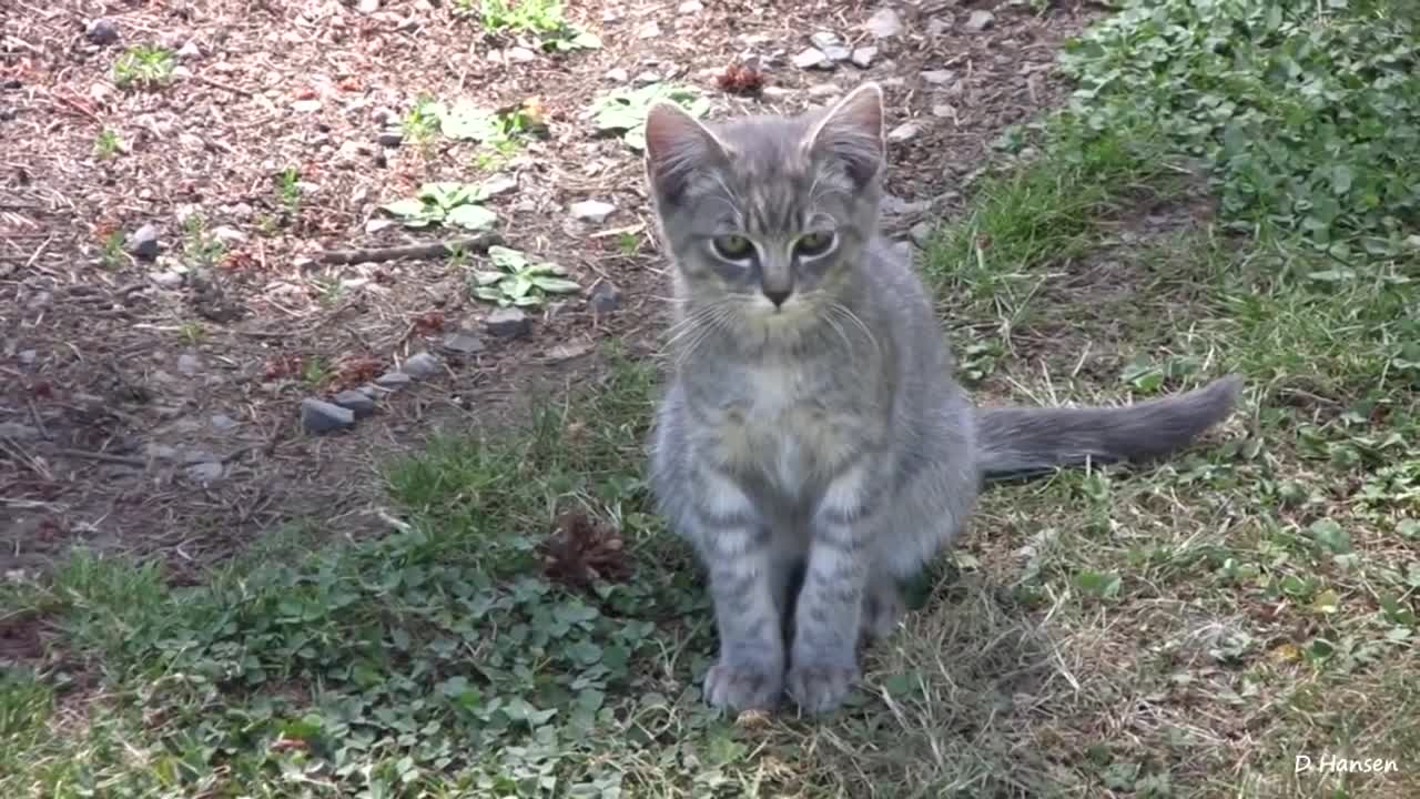 0:52 / 3:29 Pit Bull Growls and Snaps at Her Puppies! (in HD)