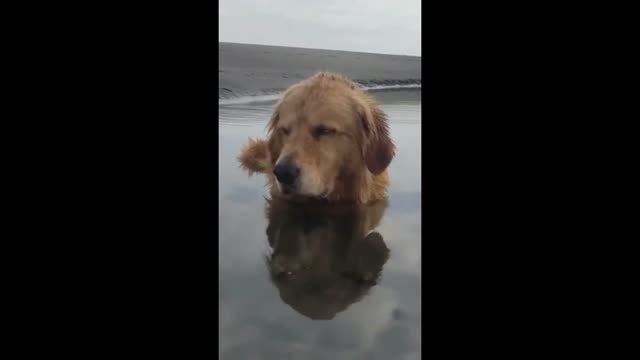 Golden Retriever got sleepy while in the beach!