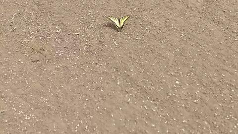 Yellow Butterfly