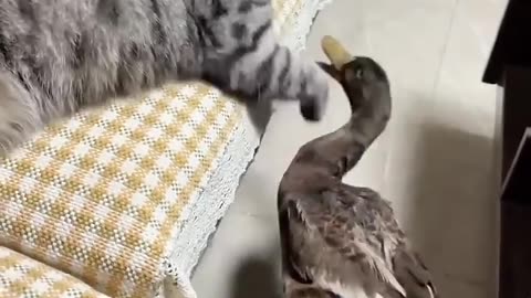 Cat and duck fight