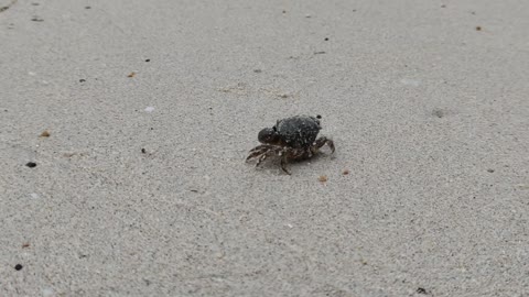 The loner BABY CRAB!