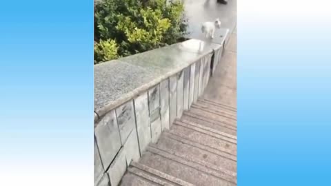 funny animals, compilation #005