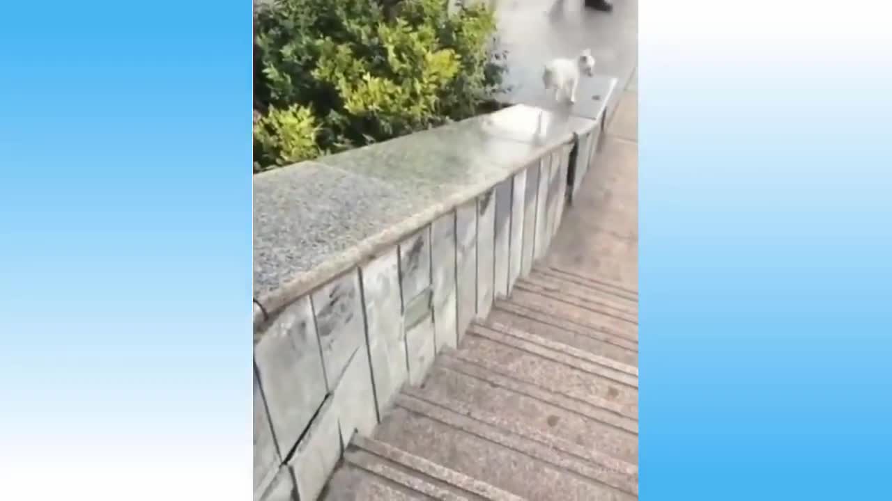 funny animals, compilation #005