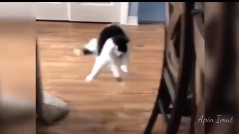 Funniest cat videos ever!