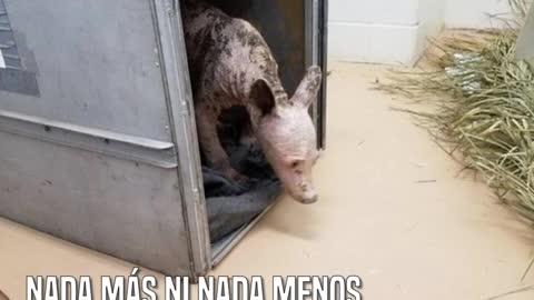 Llamaron a las autoridades porque había una criatura desconocida