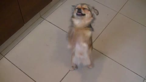 Puppy dog asks for cookies