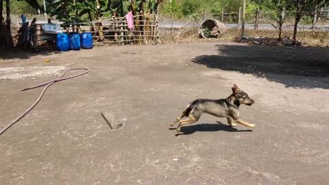 Kiss Prank Dog Funny