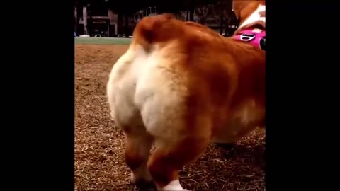 Corgis Video Compilation