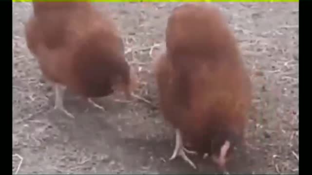 Two chickens dance in sync